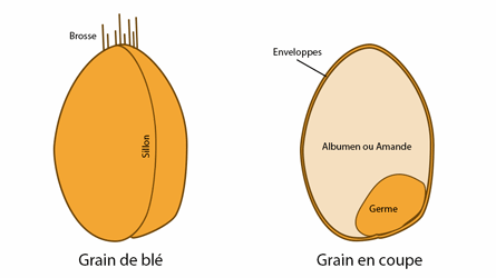 graindeblé schéma grain de blé