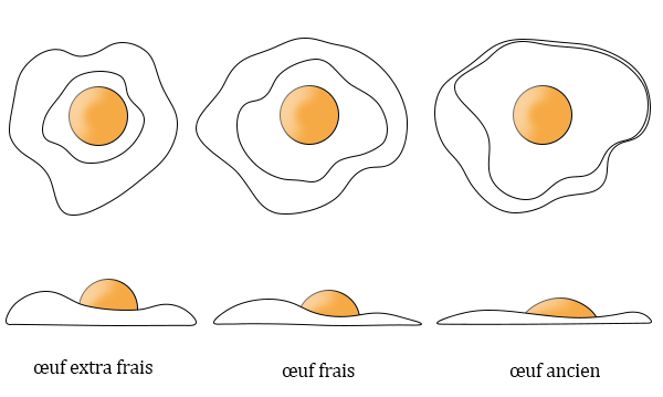oeuf frais