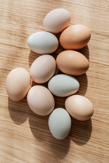 caractéristiques des oeufs